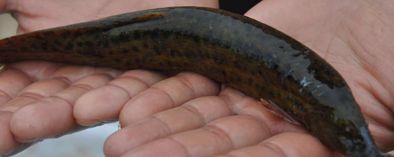 无土养殖泥鳅怎么建池，把进水口设置在池塘上方