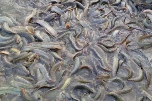 无土养殖泥鳅怎么建池，把进水口设置在池塘上方