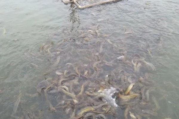 无土养殖泥鳅怎么建池，把进水口设置在池塘上方