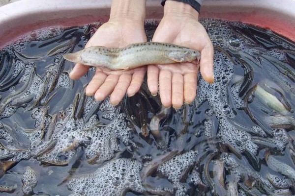 无土养殖泥鳅怎么建池，把进水口设置在池塘上方
