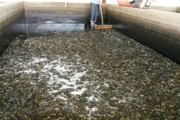 无土养殖泥鳅怎么建池，把进水口设置在池塘上方