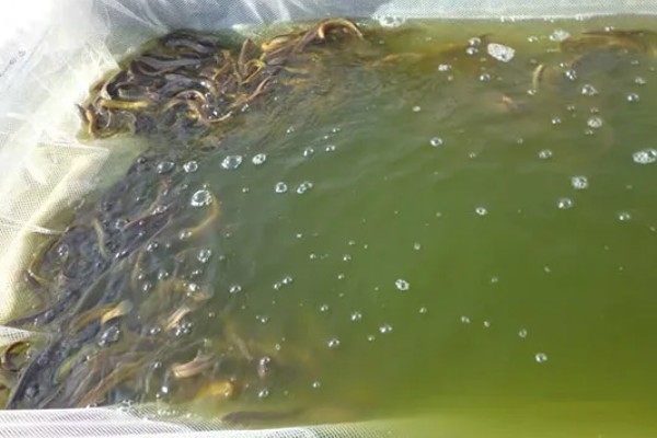 无土养殖泥鳅怎么建池，把进水口设置在池塘上方