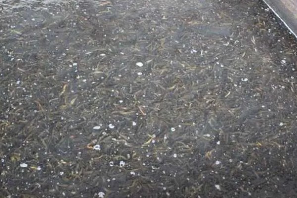 无土养殖泥鳅怎么建池，把进水口设置在池塘上方