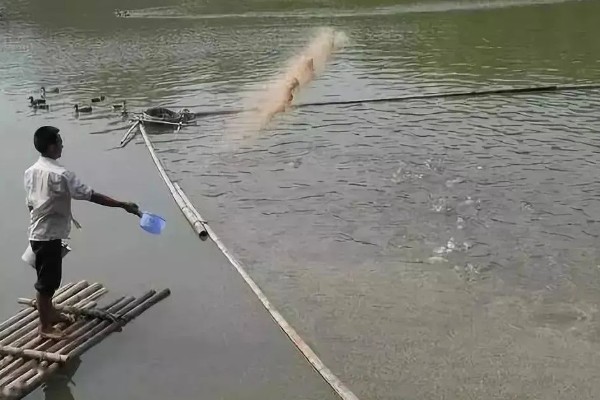 无土养殖泥鳅怎么建池，把进水口设置在池塘上方