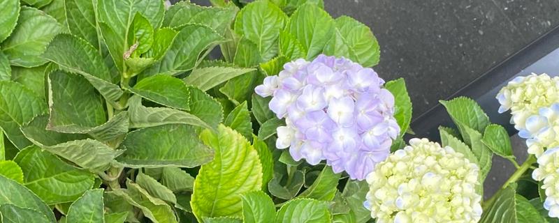 绣球花简介，是一种常绿灌木