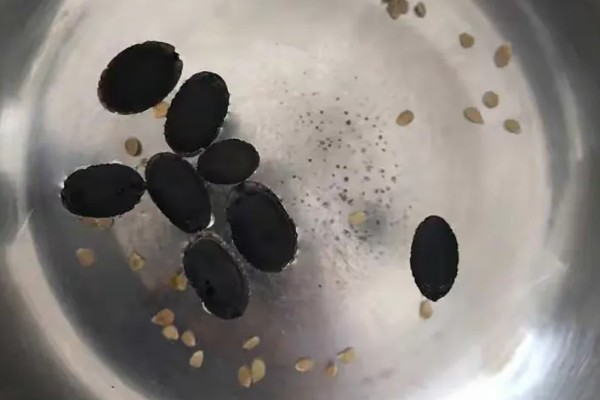丝瓜种子如何催芽，先在温水中浸泡种子4小时左右