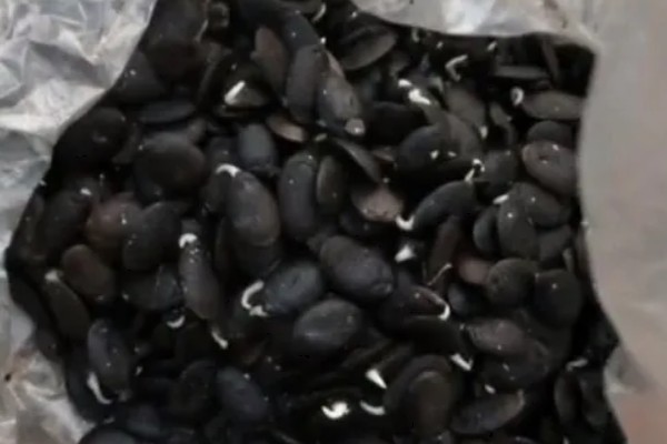 丝瓜种子如何催芽，先在温水中浸泡种子4小时左右