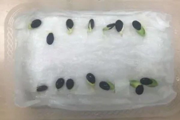 丝瓜种子如何催芽，先在温水中浸泡种子4小时左右