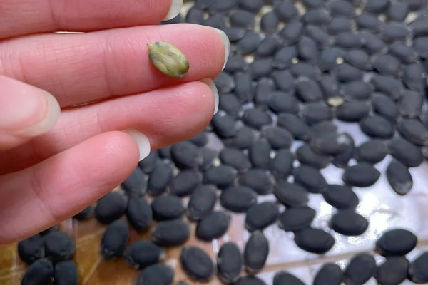 丝瓜种子如何催芽，先在温水中浸泡种子4小时左右