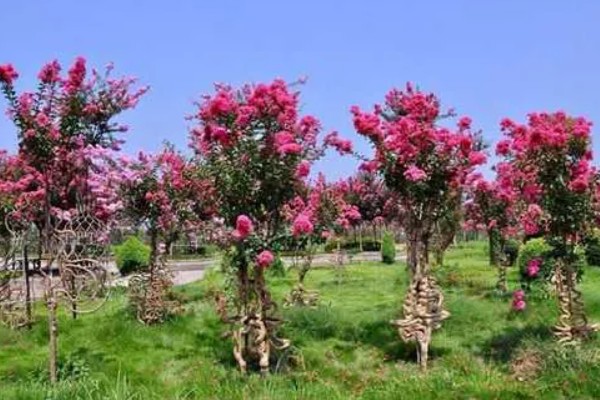 紫薇不可在家种植的原因，其株型高大不适合室内种植