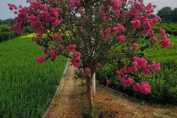 紫薇不可在家种植的原因，其株型高大不适合室内种植