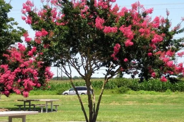 紫薇不可在家种植的原因，其株型高大不适合室内种植
