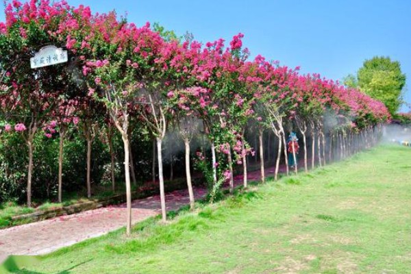 紫薇不可在家种植的原因，其株型高大不适合室内种植