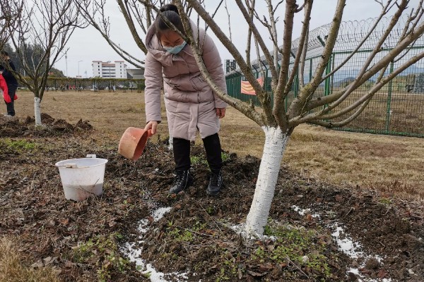 紫薇不可在家种植的原因，其株型高大不适合室内种植