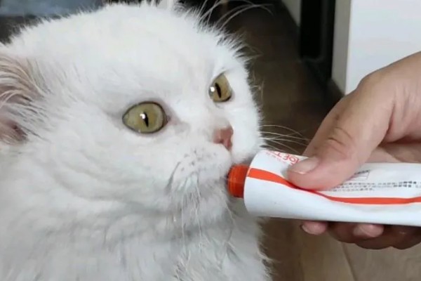 猫咪贫血可以自愈吗，因缺少营养而贫血可通过改善饮食让它自行恢复
