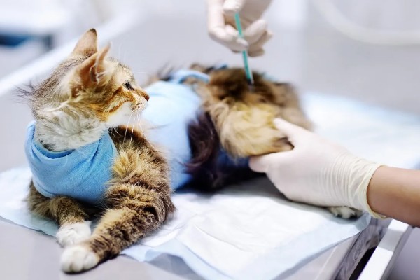 猫咪贫血可以自愈吗，因缺少营养而贫血可通过改善饮食让它自行恢复