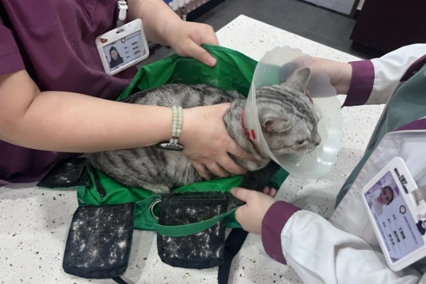 猫咪贫血可以自愈吗，因缺少营养而贫血可通过改善饮食让它自行恢复