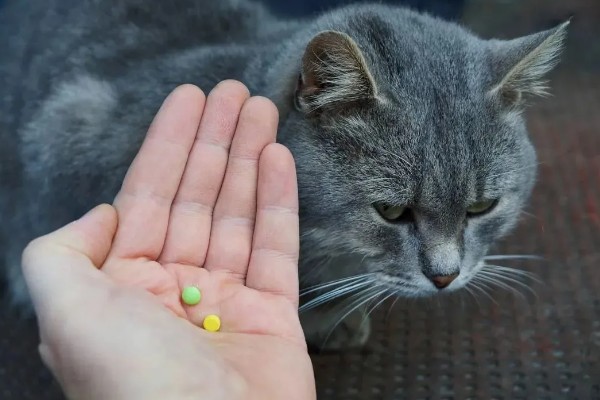 猫咪贫血可以自愈吗，因缺少营养而贫血可通过改善饮食让它自行恢复