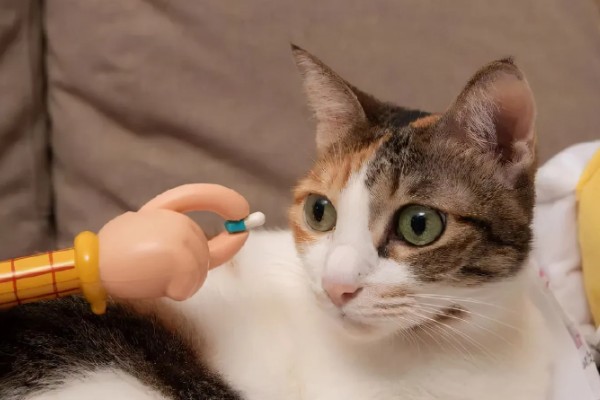 猫咪贫血可以自愈吗，因缺少营养而贫血可通过改善饮食让它自行恢复