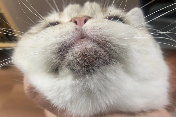 猫咪贫血可以自愈吗，因缺少营养而贫血可通过改善饮食让它自行恢复