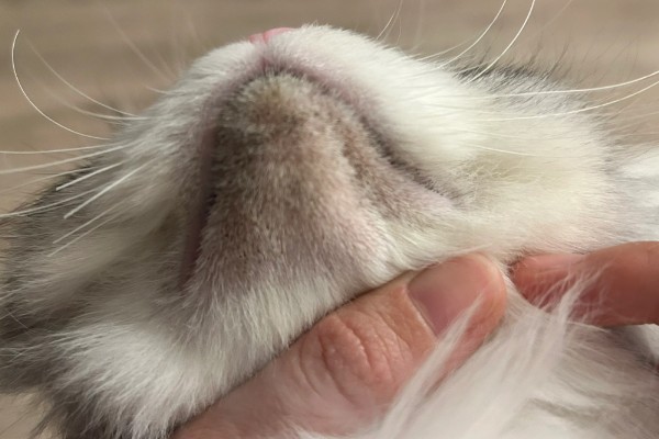 猫咪贫血可以自愈吗，因缺少营养而贫血可通过改善饮食让它自行恢复
