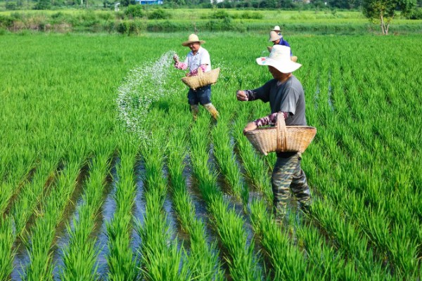 龙粳63的简介，从出苗至成熟需要134天左右