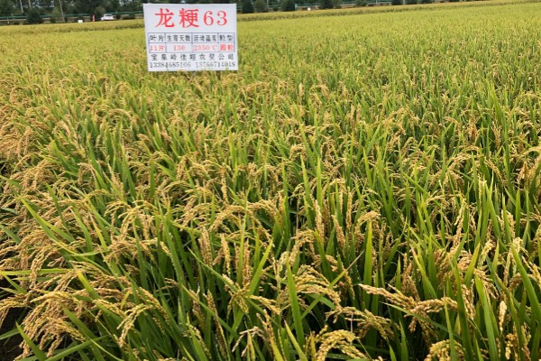 龙粳63的简介，从出苗至成熟需要134天左右