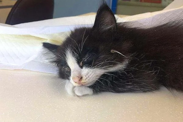 猫咪贫血可以自愈吗，因缺少营养而贫血可通过改善饮食让它自行恢复