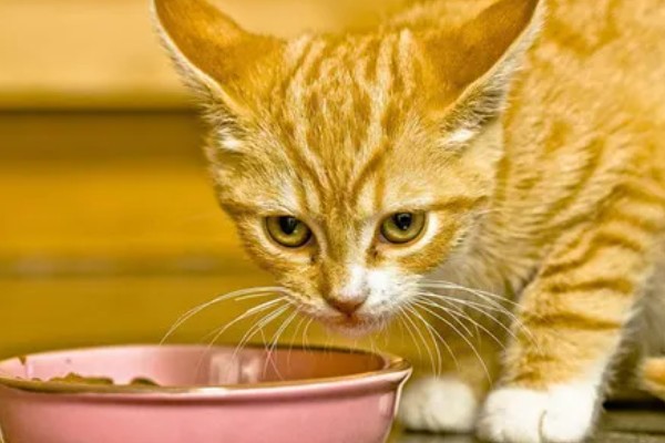 猫咪贫血可以自愈吗，因缺少营养而贫血可通过改善饮食让它自行恢复