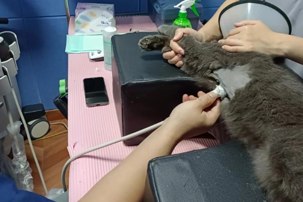 猫咪贫血可以自愈吗，因缺少营养而贫血可通过改善饮食让它自行恢复