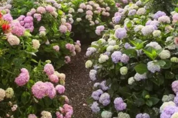 绣球花简介,是一种常绿灌木