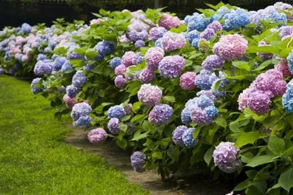 绣球花简介,是一种常绿灌木