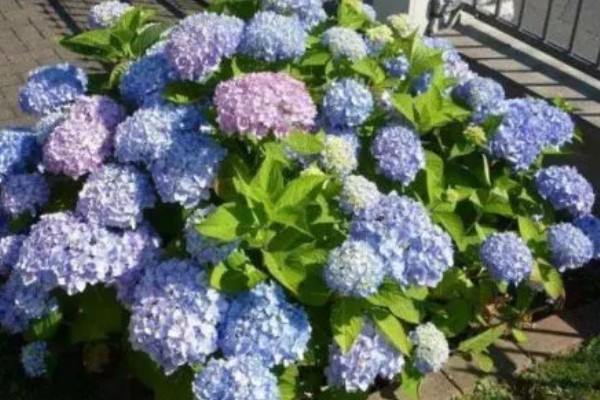 绣球花简介,是一种常绿灌木