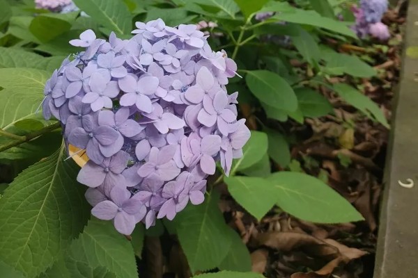 绣球花简介,是一种常绿灌木