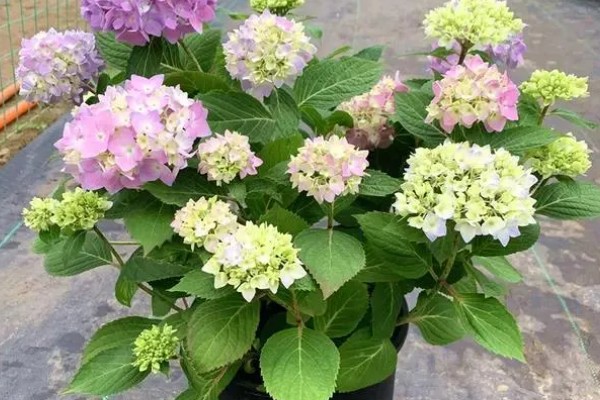 绣球花简介,是一种常绿灌木