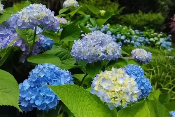 绣球花简介,是一种常绿灌木