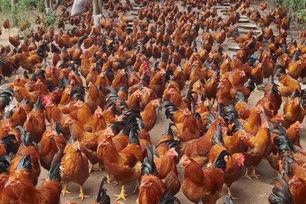 圈养鸡一平方养多少只,可以养八只