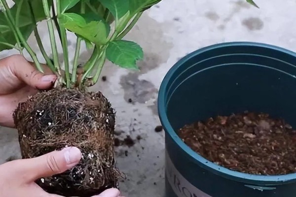 绣球花简介,是一种常绿灌木