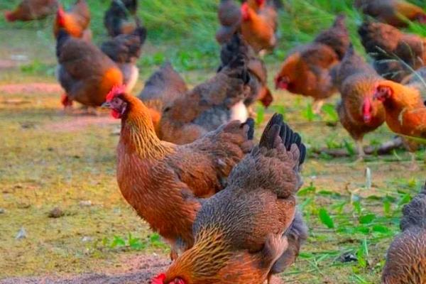 圈养鸡一平方养多少只,可以养八只