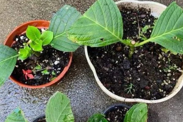 绣球花简介,是一种常绿灌木