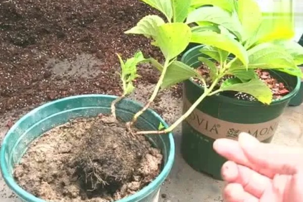 绣球花简介,是一种常绿灌木