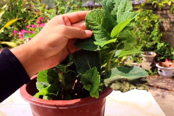 绣球花简介,是一种常绿灌木