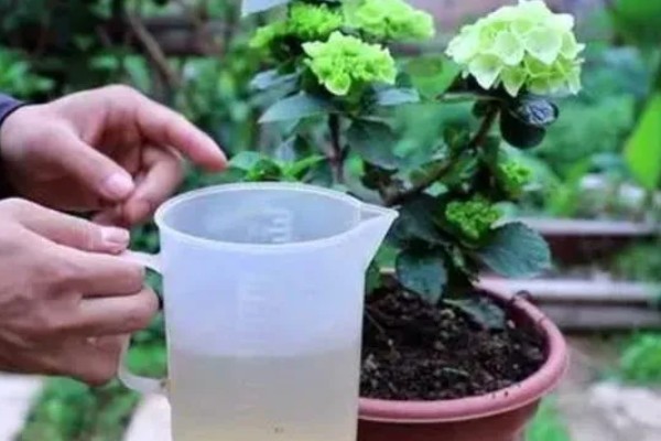 绣球花简介,是一种常绿灌木