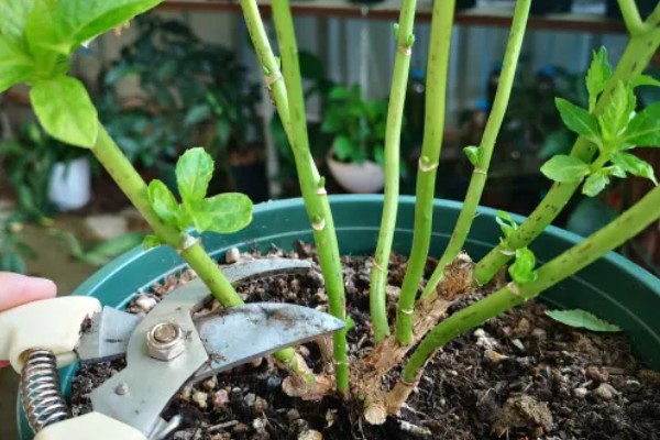 绣球花简介,是一种常绿灌木