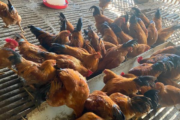圈养鸡一平方养多少只,可以养八只