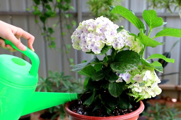 绣球花简介,是一种常绿灌木