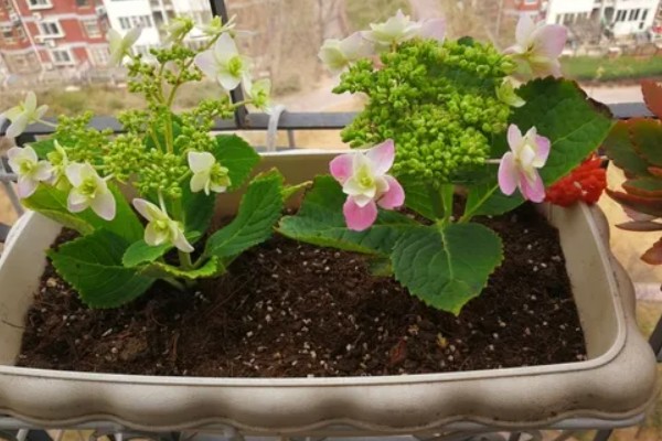 绣球花简介,是一种常绿灌木