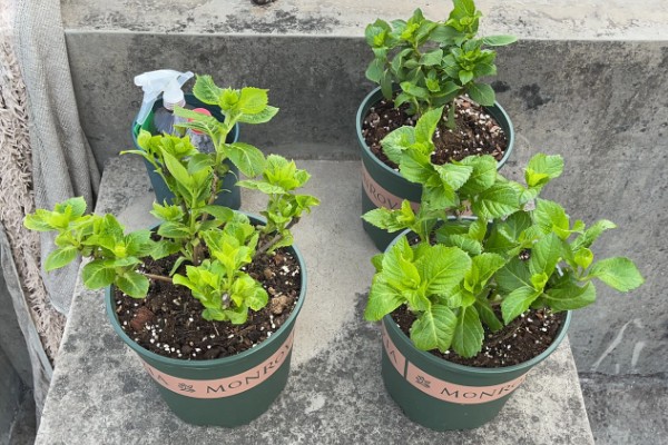 绣球花简介,是一种常绿灌木