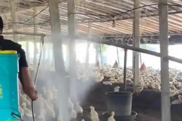 圈养鸡一平方养多少只,可以养八只