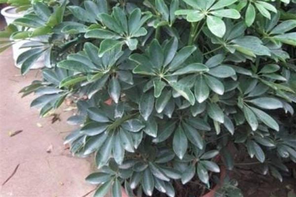 鹅掌木的花语,寓意自然和谐、乐观向上等